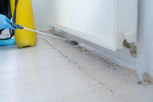 Pest Prevention Services in Lafayette, CO